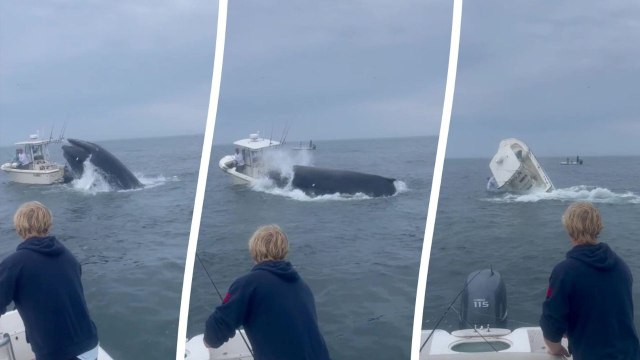Terrifying moment breaching whale capsizes boat off New Hampshire coast