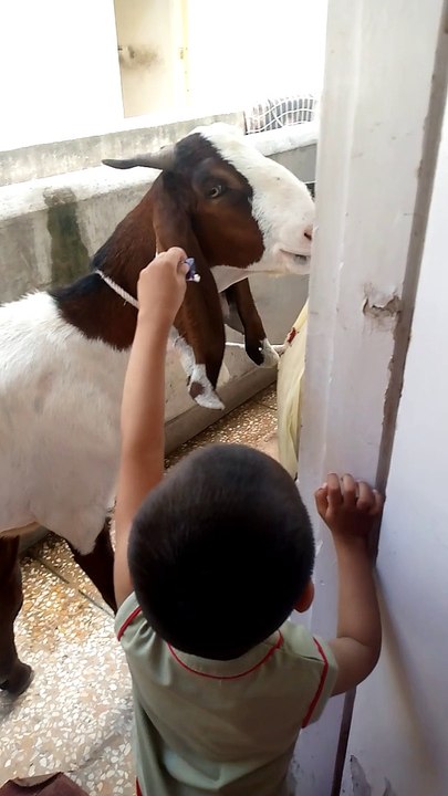Beautiful Goat