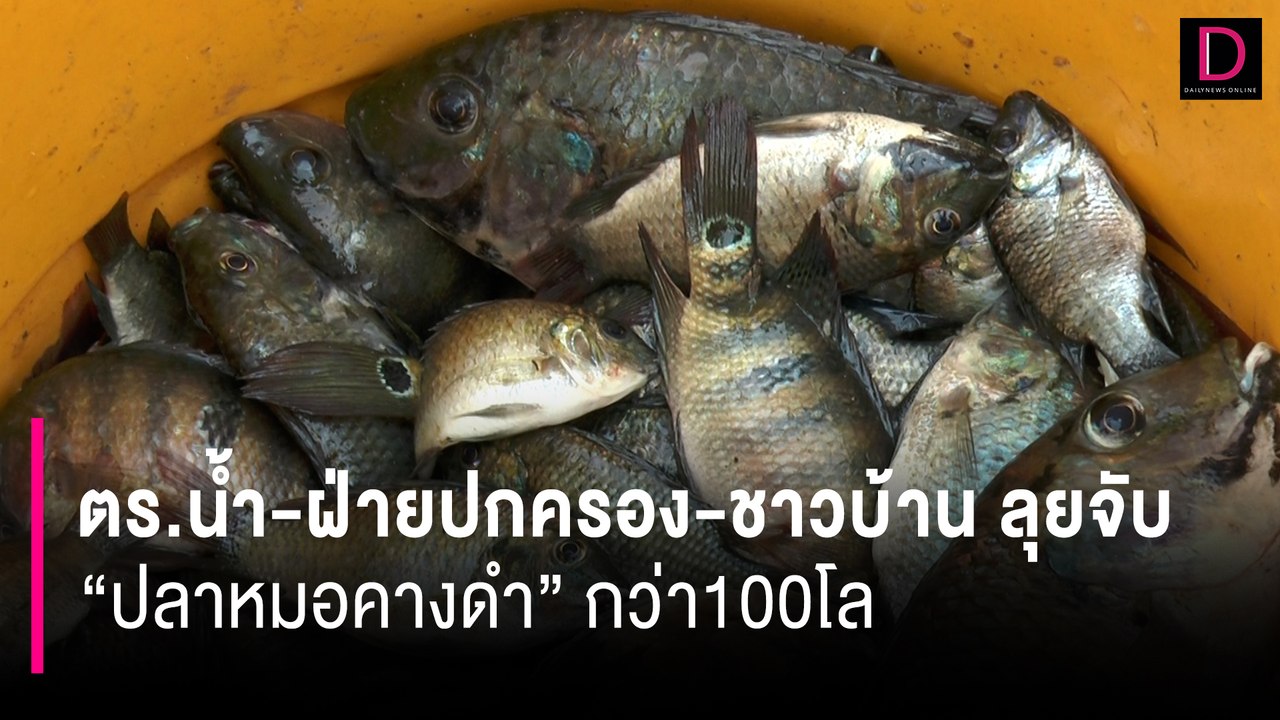 บุกวัดดัง! ตร.น้ำ-ฝ่ายปกครอง-ชาวบ้าน ลุยจับ "ปลาหมอคางดำ" กว่า100โล | HOTSHOT เดลินิวส์ 27/07/67