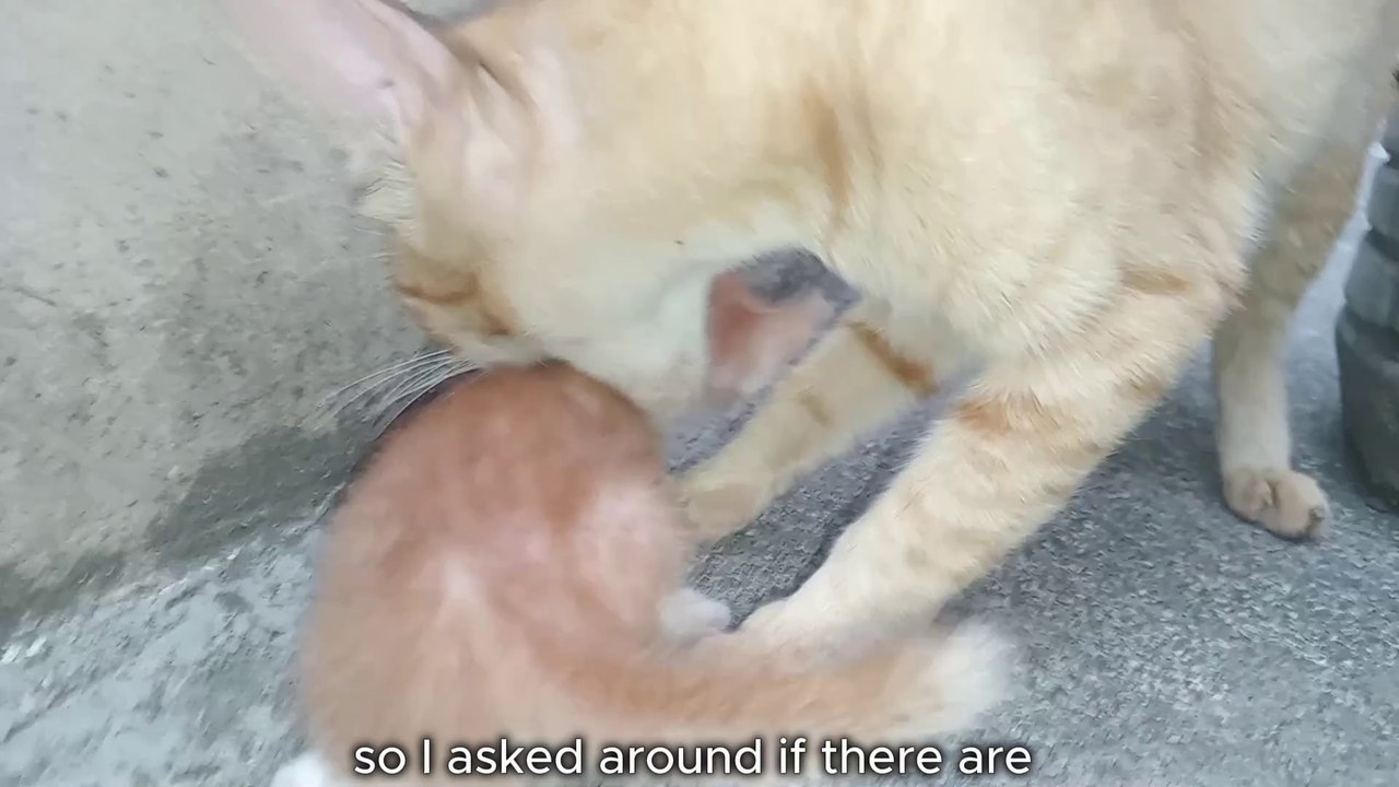 HOMELESS Mom cat does the UNTHINKABLE.