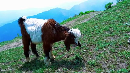 A little cute  baby goat  graze on a lush green  field of grasses.Beautiful black and white baby goat with white head grazing in a wild field