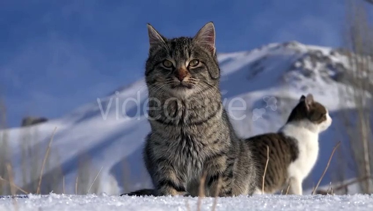 The cat's video