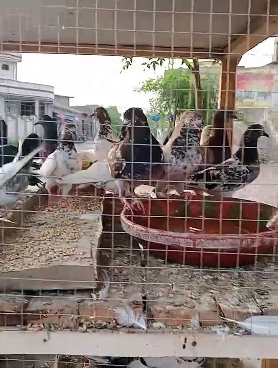 Pigeons lover