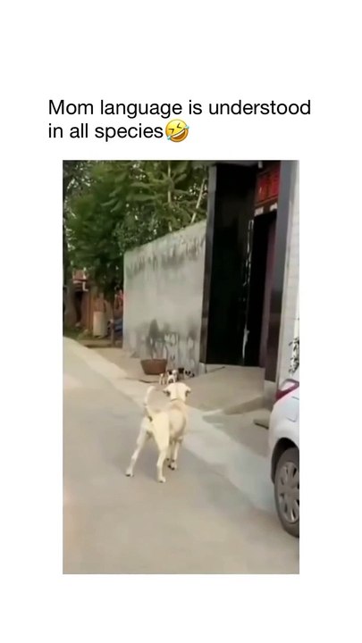 funny animal