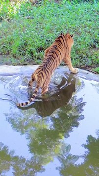 Amizing waw is amizing waw