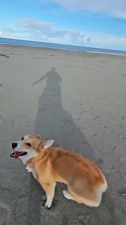 Excited Dogs Run Towards Beach With Their Owner