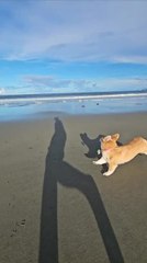 Dogs Enjoy Playing and Running on Beach