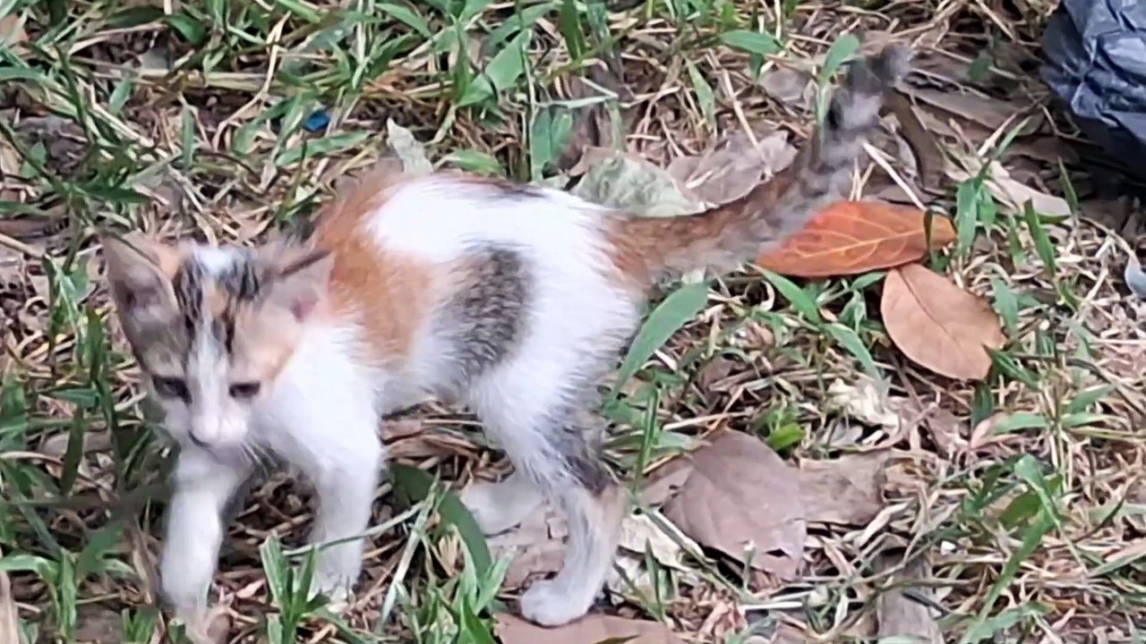 Kucing liar yang lucu