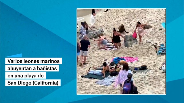Varios leones marinos ahuyentan a bañistas en California