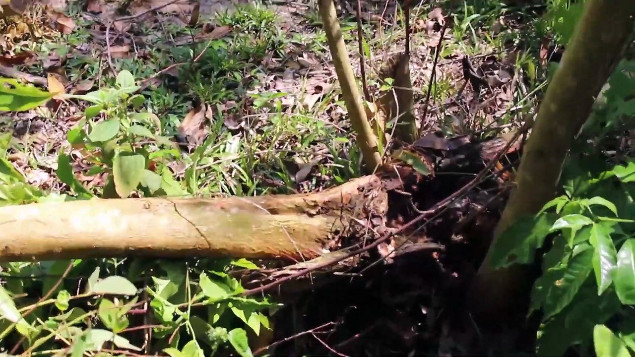 Primitive Technology Make