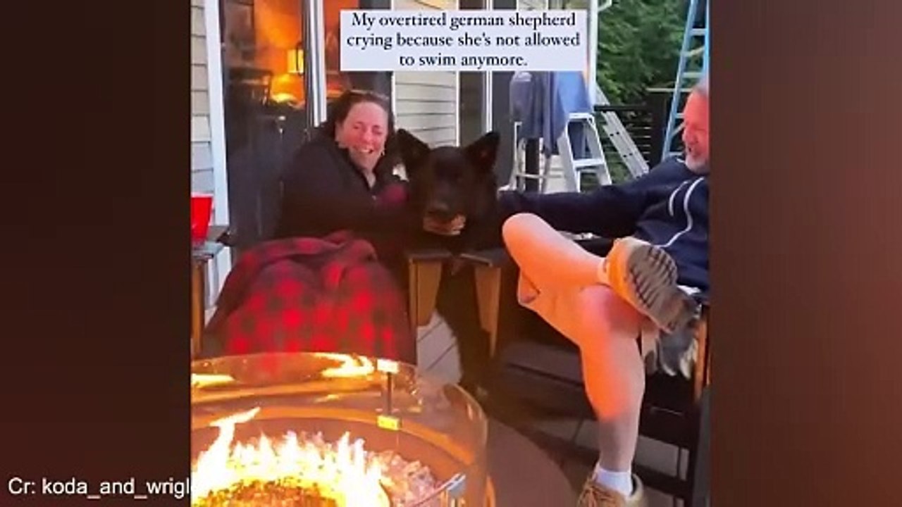 German Shepard funny video