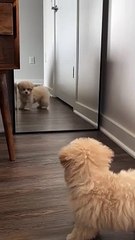 My Cutest baby  #shotrs #vira#viralshorts