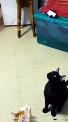 Funny Cat video  #shorts#viral#trend#dailymotion#catvideo#viralshorts
