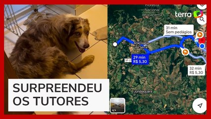 Cachorro percorre 19 km e reaparece na casa de tutores no interior de SP