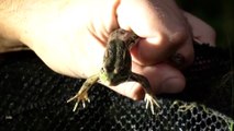 El insomnio de los vecinos de un pueblo de Granada 'obliga' a trasladar las ranas de una charca