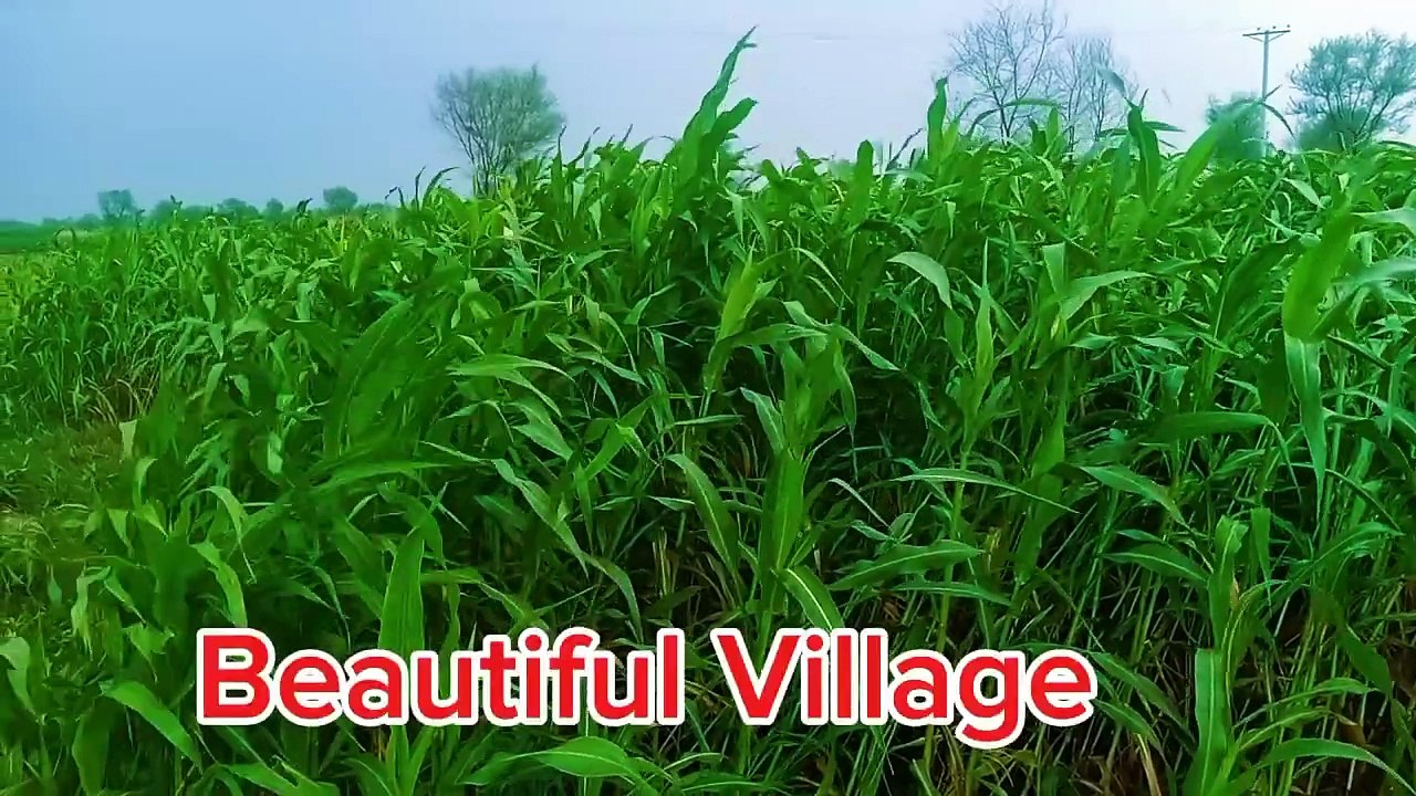 Village beauty | Natural beauty | Birds voices |