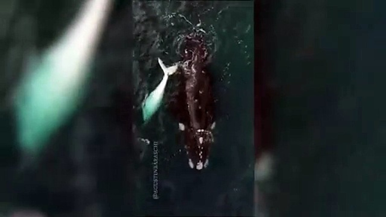 El avistamiento de un ballenato blanco enamoró...