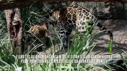 Filhotes de onça encantam os visitantes ao serem vistos pela primeira vez em zoológico da Cidade do México