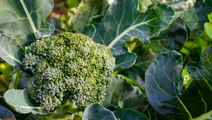 6 Companion Plants For Broccoli (Plus, A Few To Avoid!)