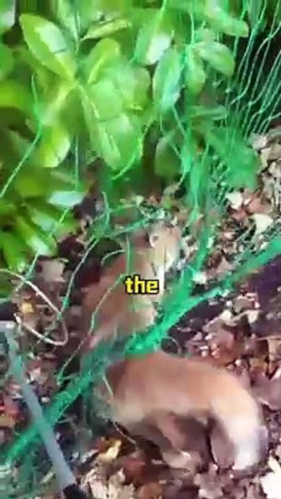 Foxes trapped by protective netting