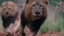 LIONS- Terrifying, Majestic Kings of the Jungle