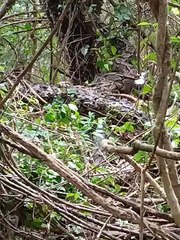 Cobra gigante é encontrada em árvore na Zona Rural de Estrela de Alagoas