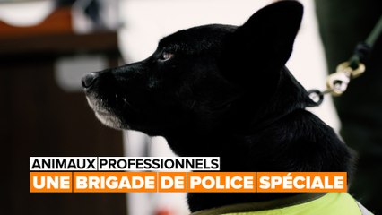 La formation difficile d'une brigade canine