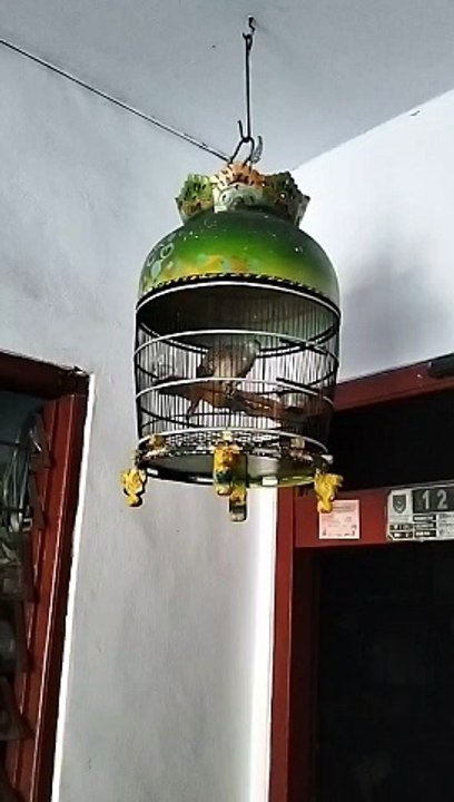 Burung Perkutut