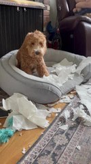 Goldendoodle Rips up Paper Towels in Living Room