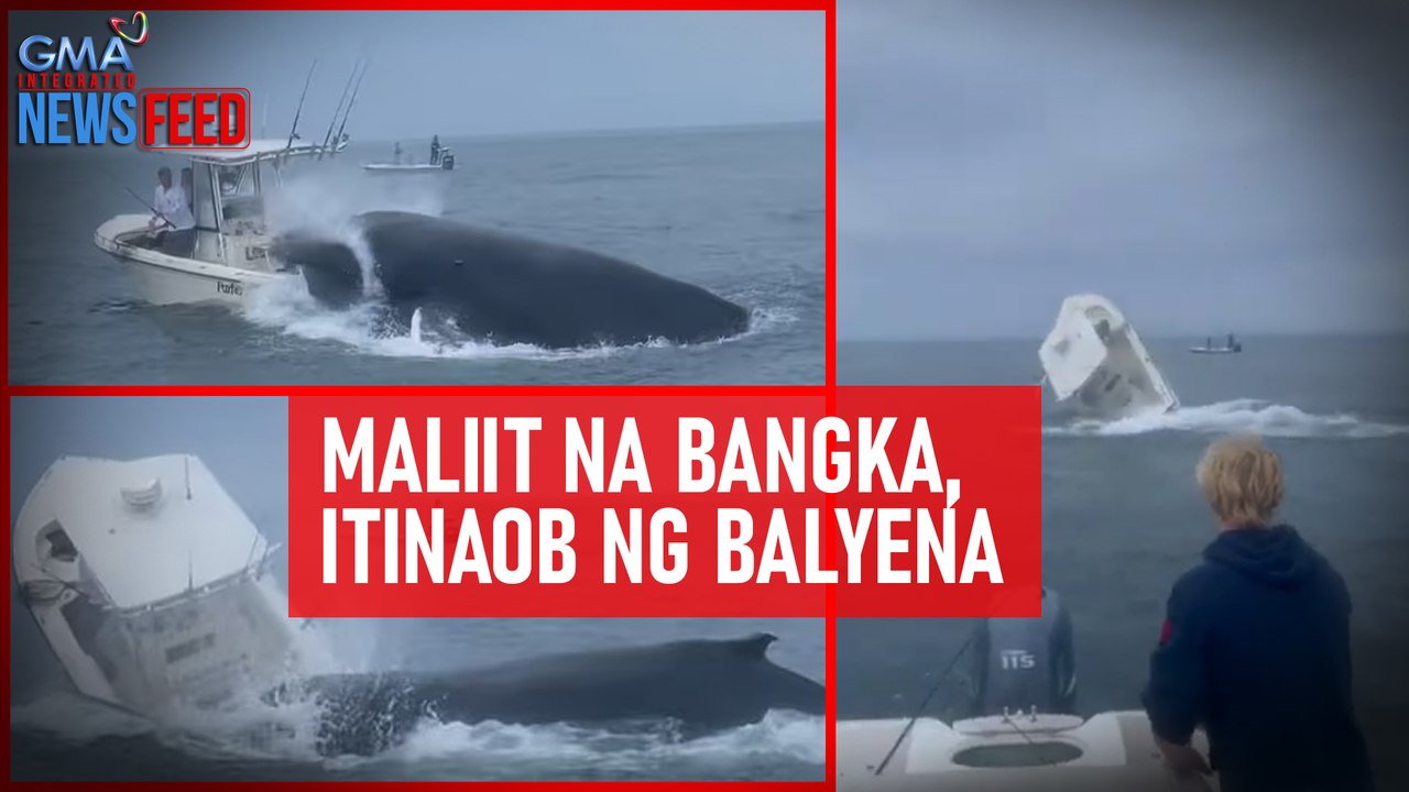 Maliit na bangka, itinaob ng balyena | GMA Integrated Newsfeed