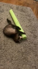 Ferret Plays with Pool Noodle