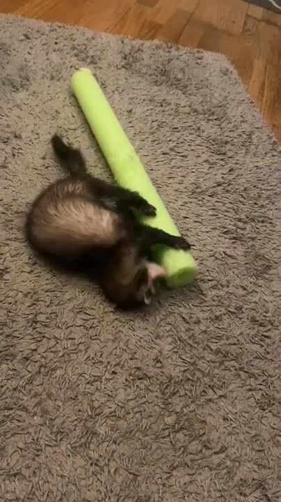 Ferret Plays with Pool Noodle