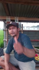 Bocil merpati kolong Juara