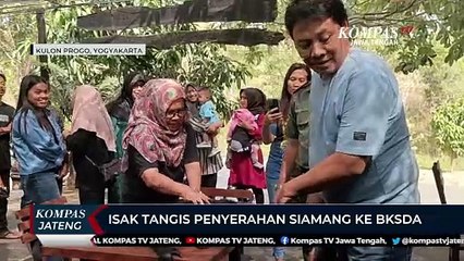 Isak Tangis Penyerahan Siamang ke BKSDA