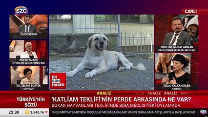 Hayvan derneği başkanından 'sokak savaşları' çıkışı