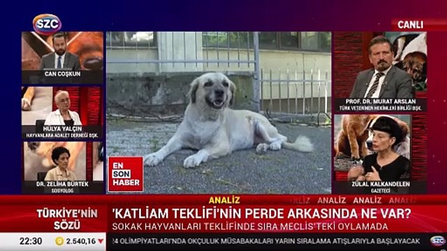 Hayvan derneği başkanından 'sokak savaşları' çıkışı