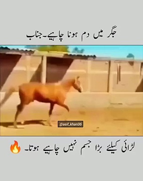 Funny video