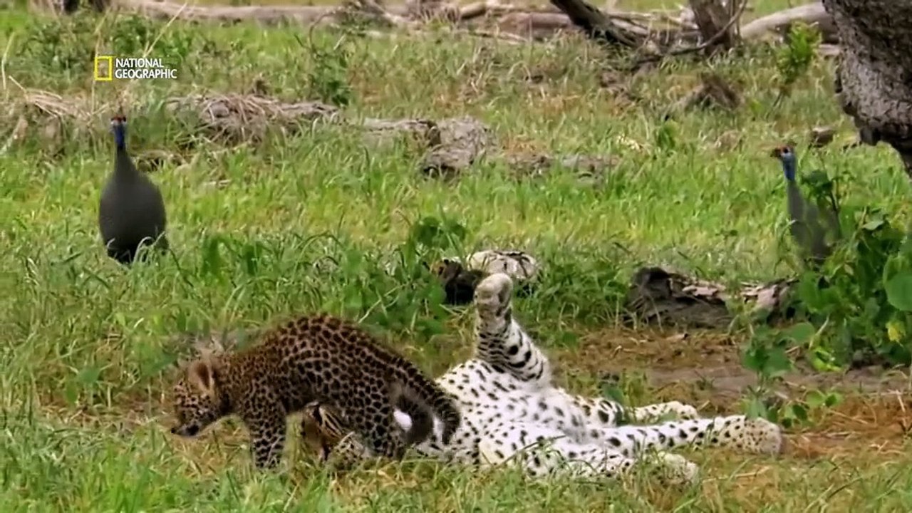 Jaguar 