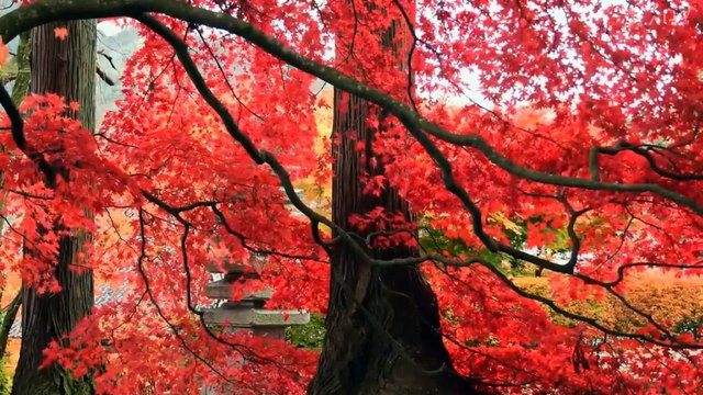 VIDEO_ae220b30-4cda-46d2-8350-0158056b3dec