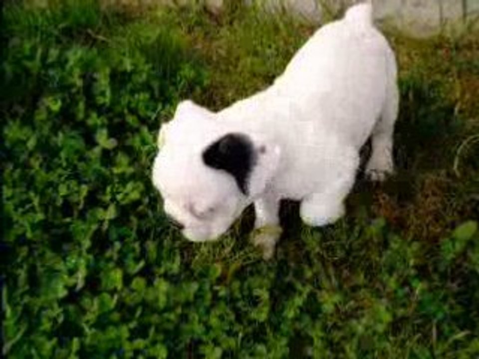Jules ds l'herbe vidéo