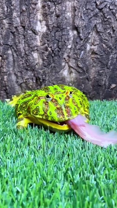 Animal