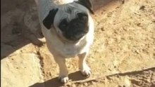 Bruno the freeloader pug  #Pug #funny #cute