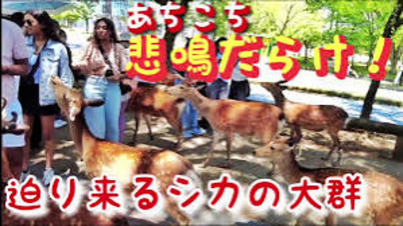 【拡散希望】奈良で鹿を蹴った中国人男性が通報された 許せない【炎上動画】【奈良の鹿】