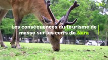 Au Japon, le tourisme de masse déclenche un curieux phénomène chez les cerfs de Nara