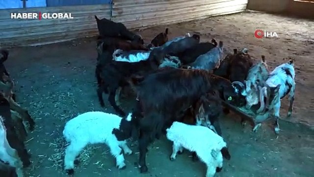 Yürekleri ısıtan anlar: İkiz kuzulara keçi annelik yapıyor İlk defa böyle bir şey görüyorum