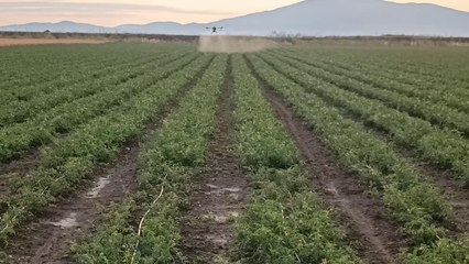 EFT GX Agriculture Drone Spraying for Potato