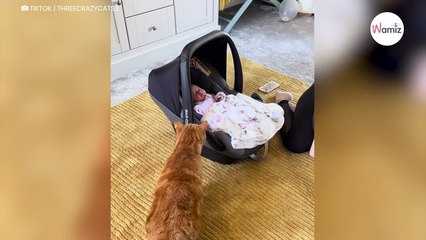 Mutter will ihr Baby den Katzen vorstellen und konnte die Folgen nicht absehen
