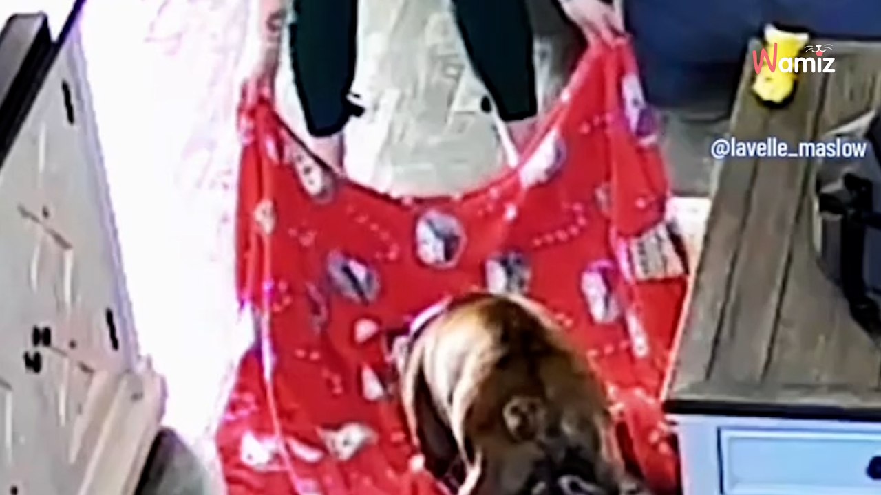 Après une journée de 12 heures de travail, elle rentre chez elle : son chien lui fait le pire des accueils (vidéo)