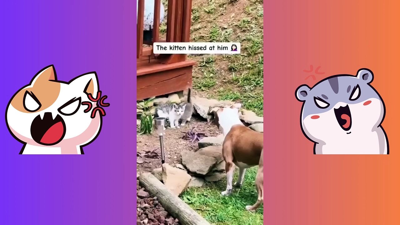 Dogs are afraid of cats | Cat lovers | #cat #cute #dog