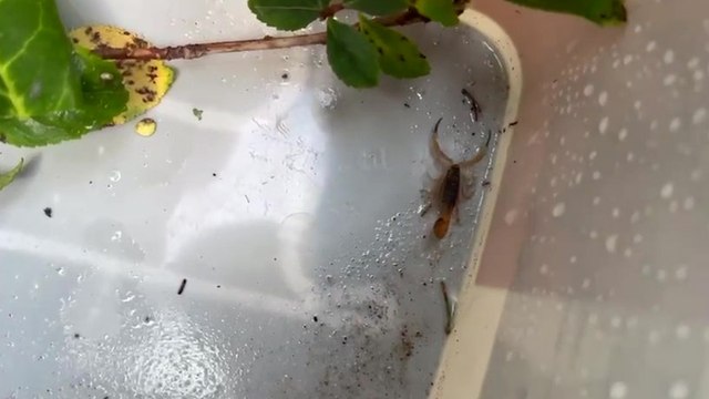 Roofers discover one of the world's deadliest scorpions in box of tiles